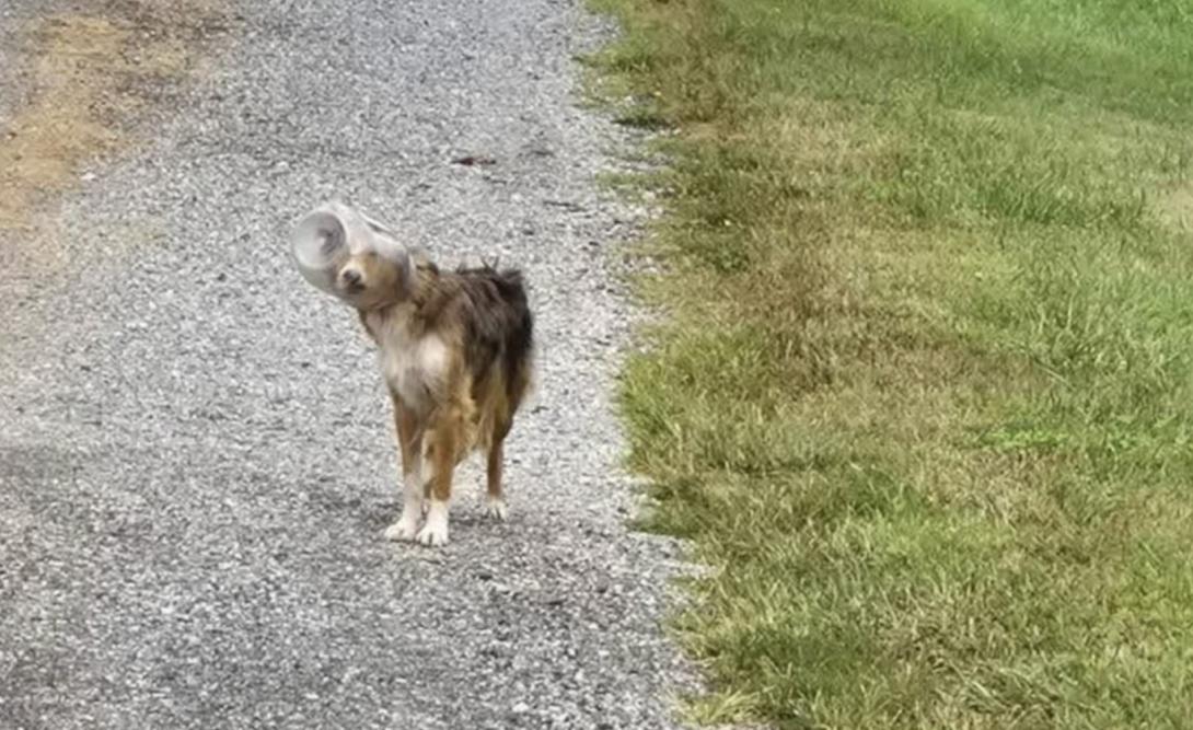 σκύλος, κεφάλι