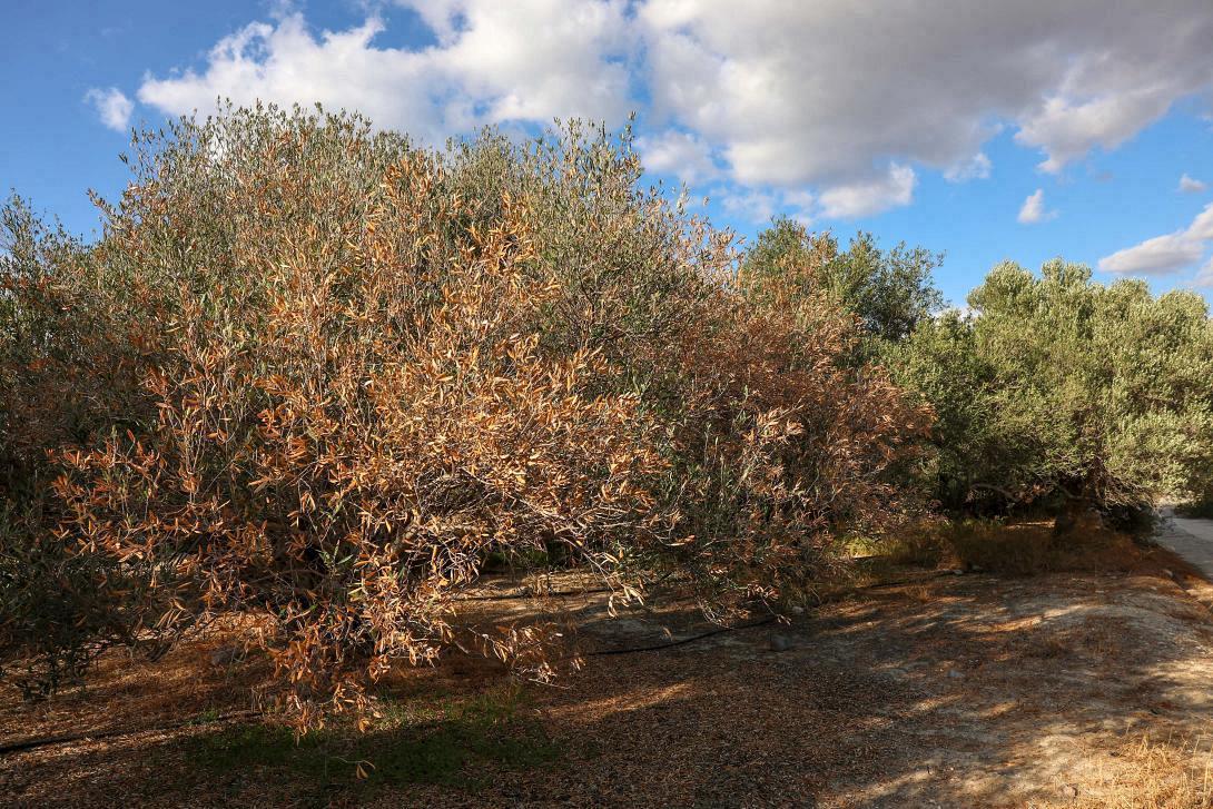 χερσες ελιές