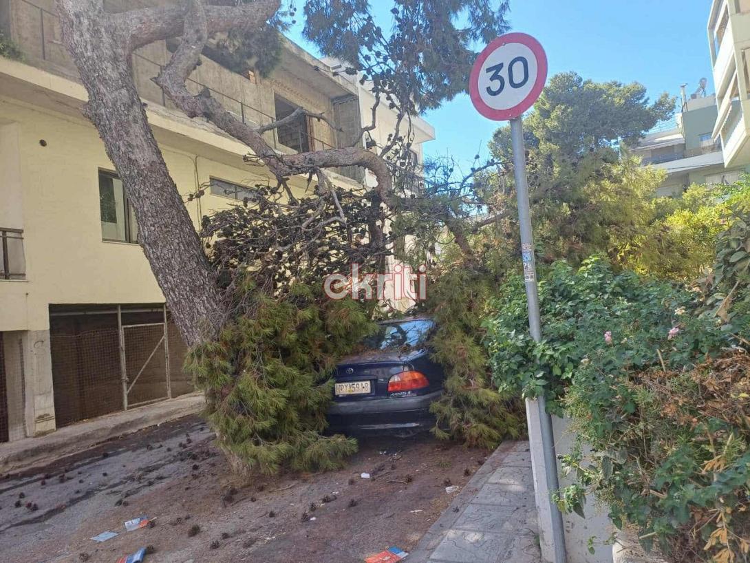 πευκο - ατσιπάδων