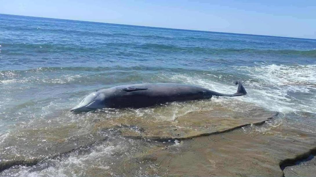 φάλαινες βιαννος