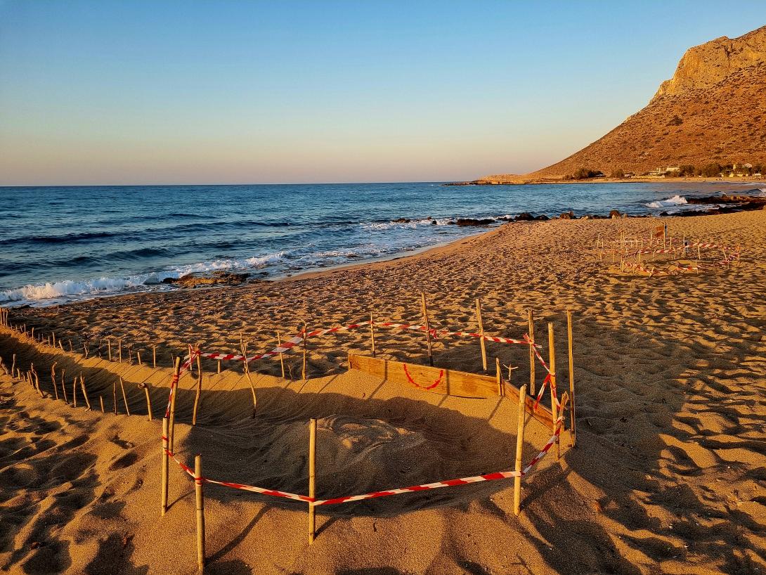 φωλιά χελώνας 