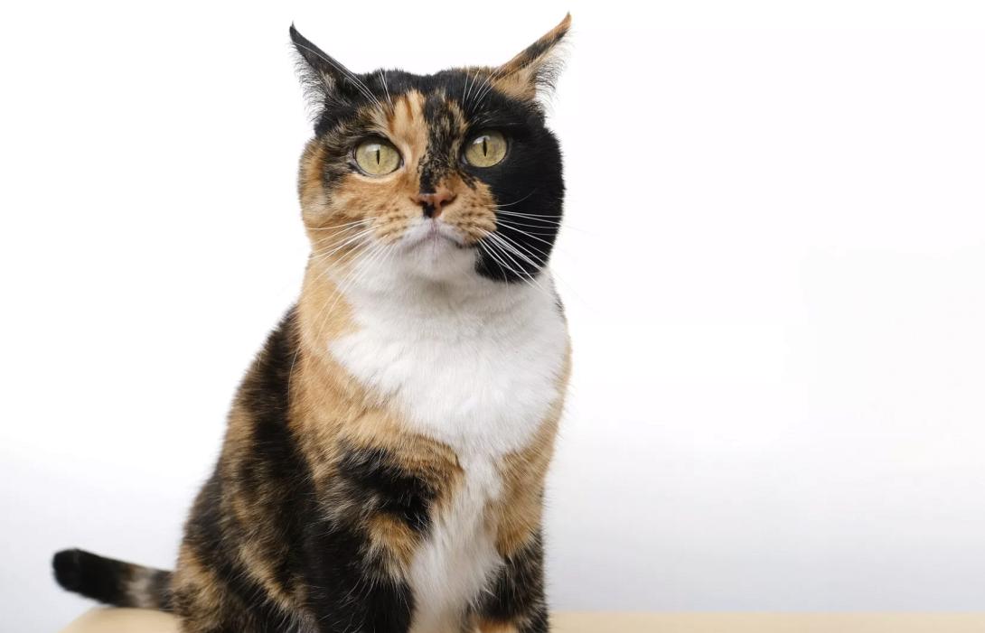 γάτα, χρώμα