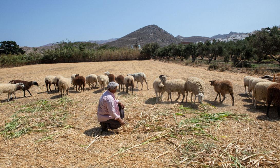 αγρότες - κτηνοτρόφοι 