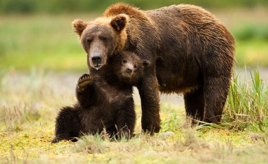 αρκουδα - αρκουδακι