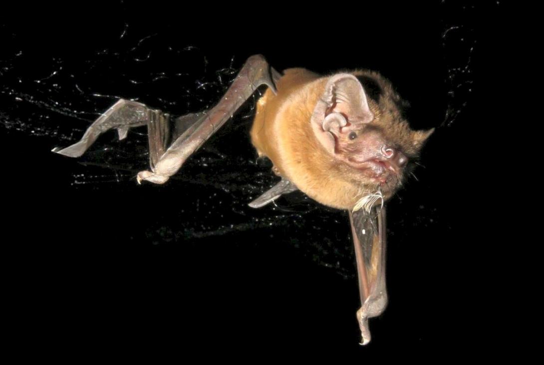 νυχτερίδα, πουλιά