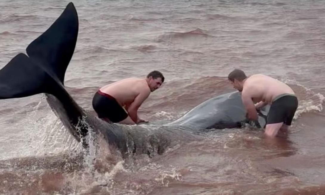 διάσωση φάλαινες