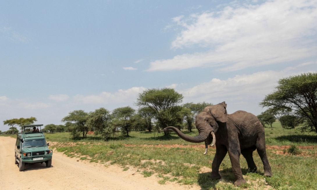 Ελάφαντας Αφρική