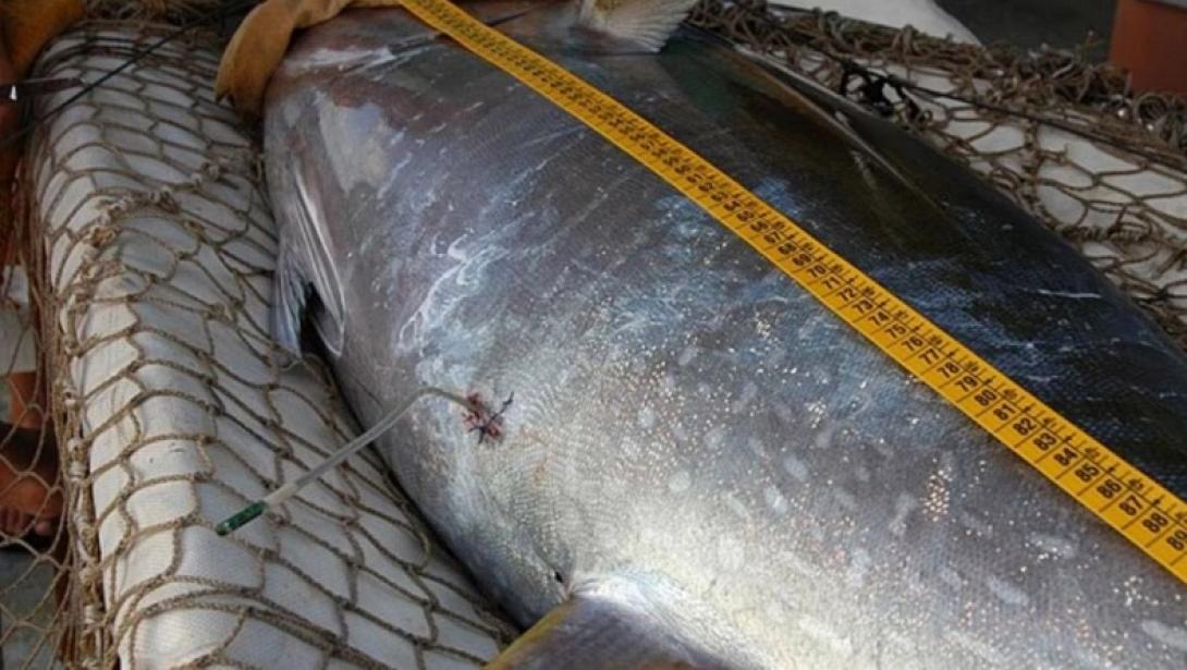 γιγαντιαίος τόνος