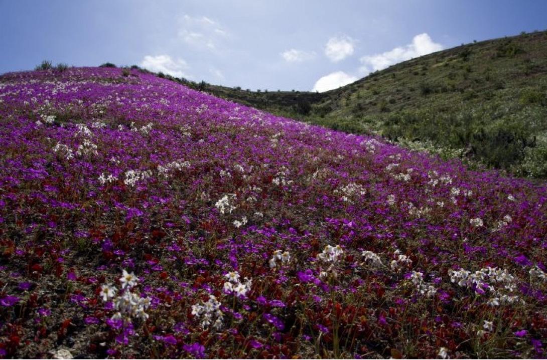 ερημος λουλούδια