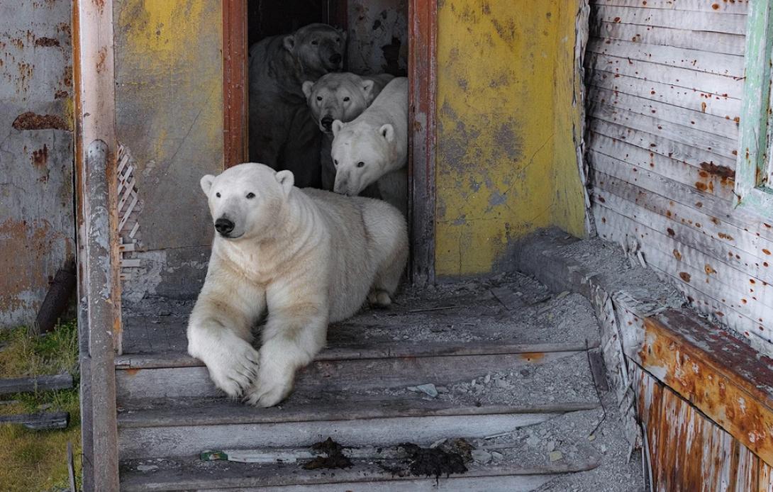 πολικές αρκούδες ρωσία