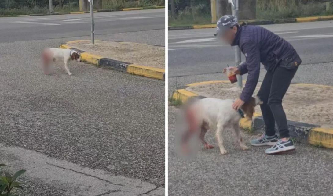 σκύλος Ηλεία