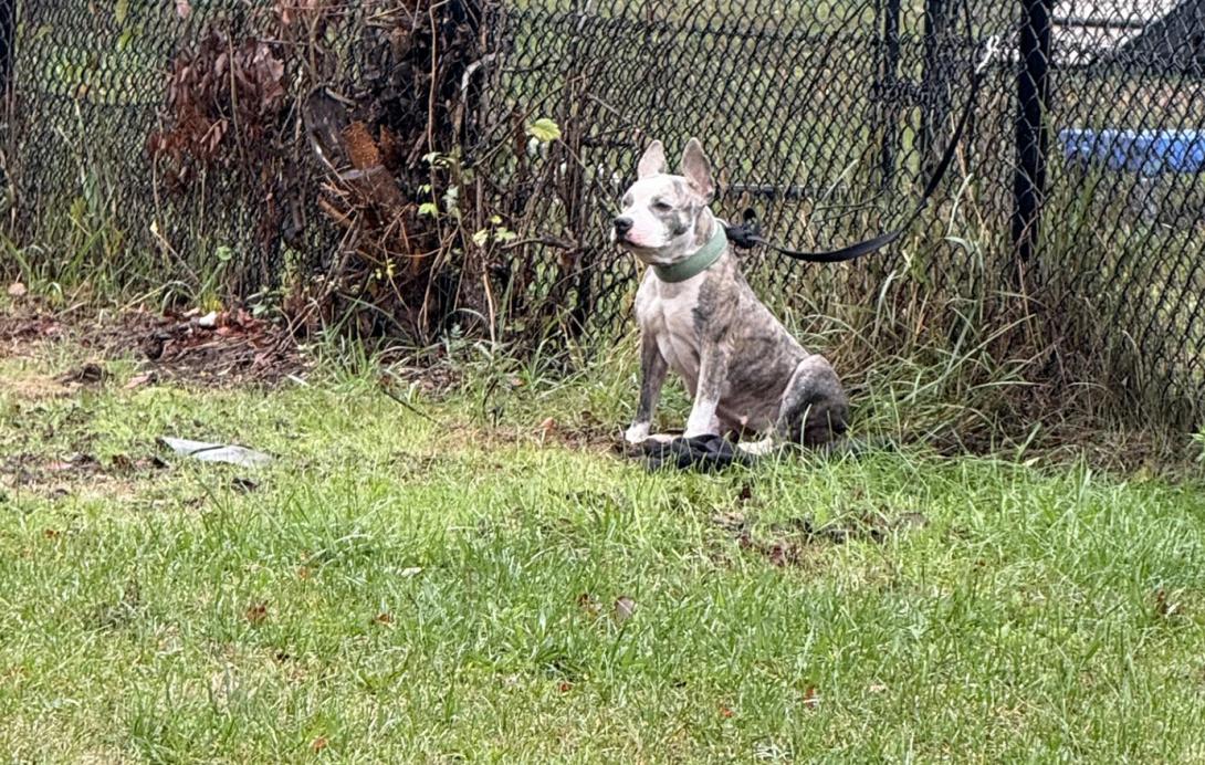 σκύλος, αλυσίδα