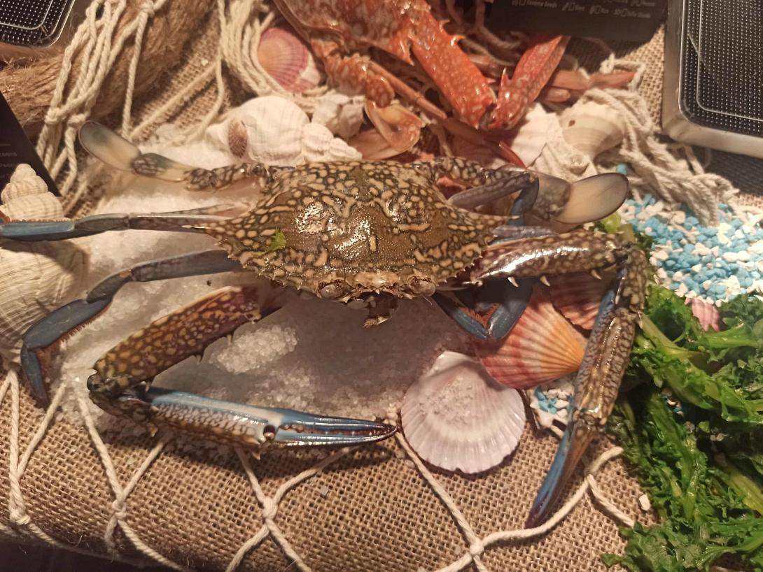 το μπλε καβούρι της ελούντας