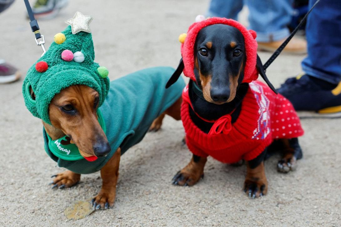 σκύλος, λουκάνικο