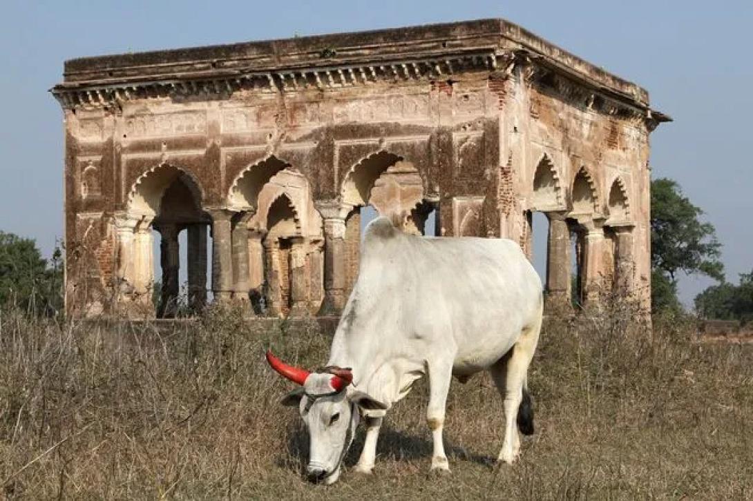 αγελάδες, mall