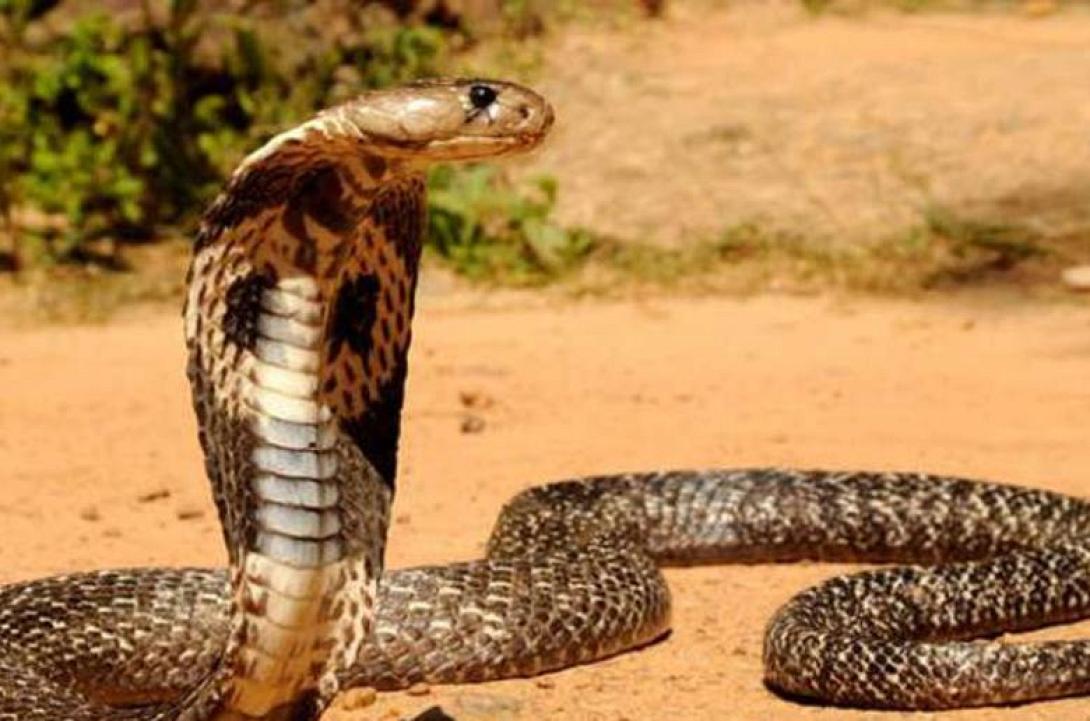 βασιλικη κομπρα