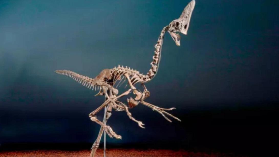 δεινοσαυρος - σκελετός