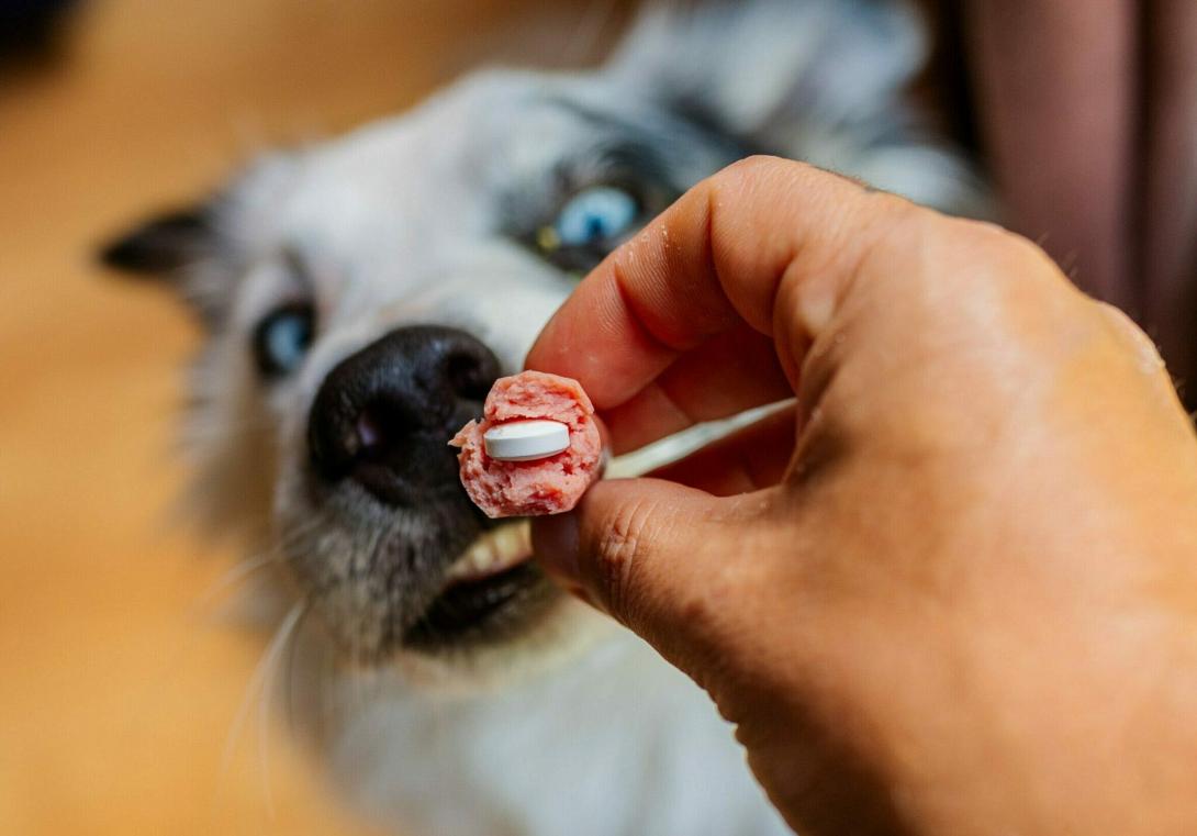 σκύλος, χάπια