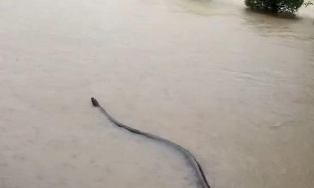 Φίδι ταιλανδη