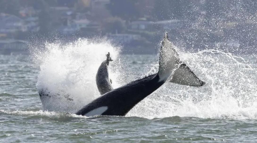 φώκια - φάλαινα 