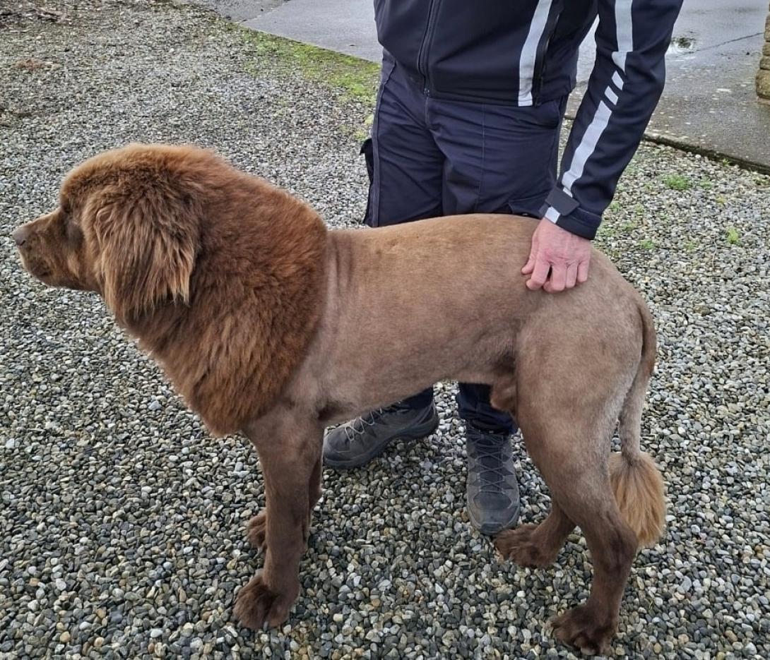 σκύλος λιοντάρι