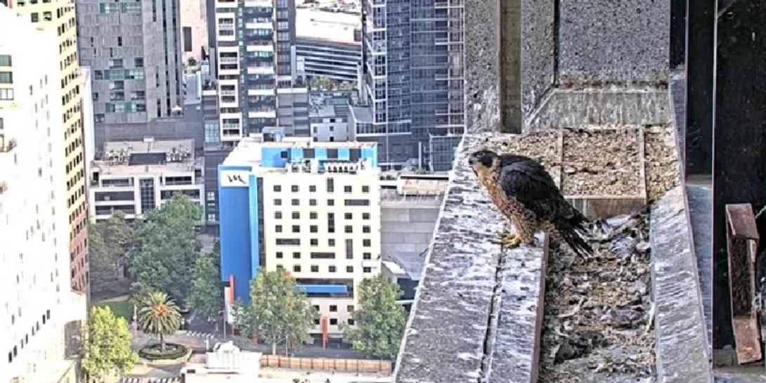 γεράκι, αυστραλία