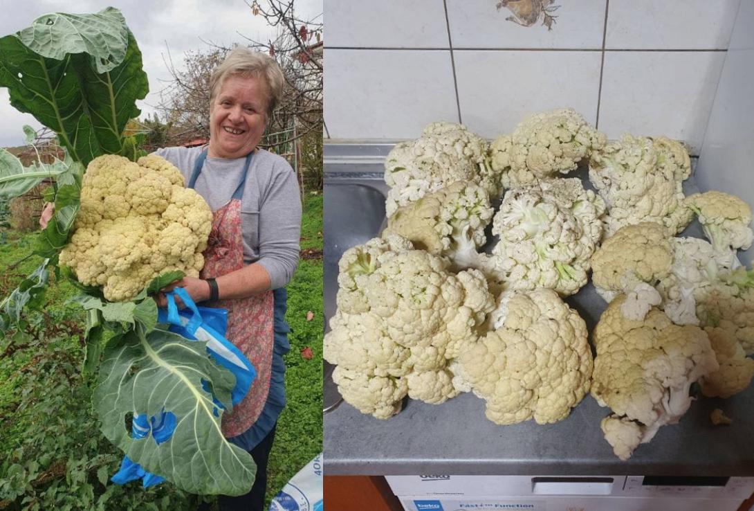 κουνουπιδι γιγας γρεβενα