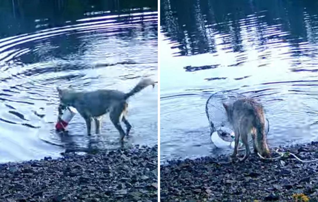 λύκαινα, καβούρια