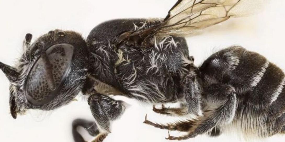 Σπάνια Μέλισσα