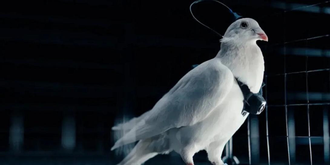 περιστερι - κατασκοπος