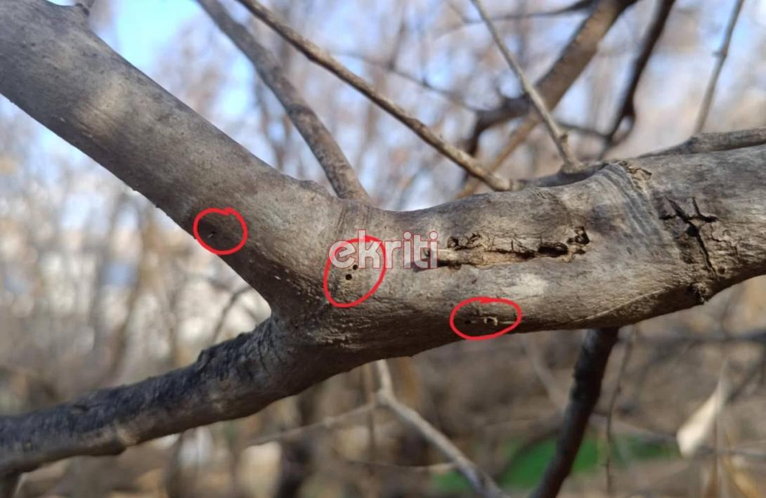 Φλοιοτρίβης