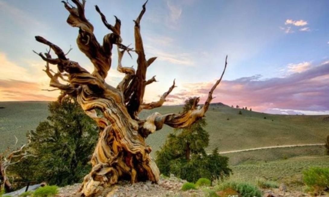 δέντρο, προμηθέας