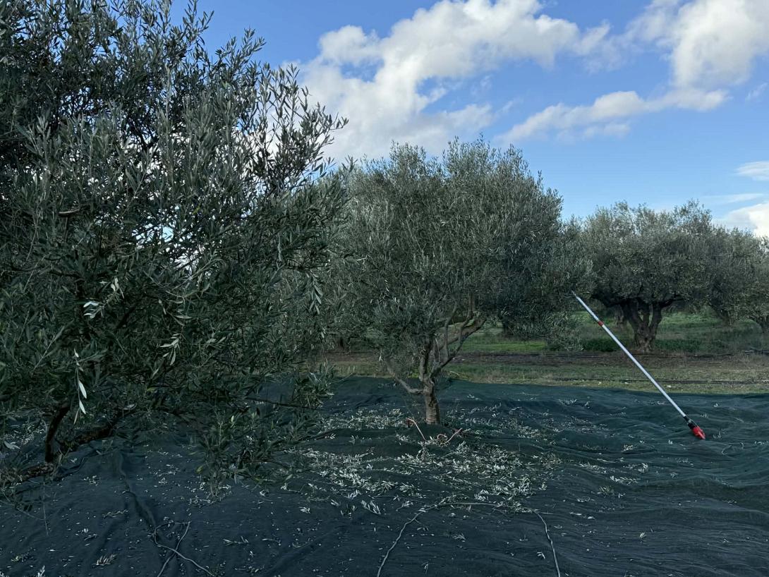 ΕΛΙΕΣ 2025