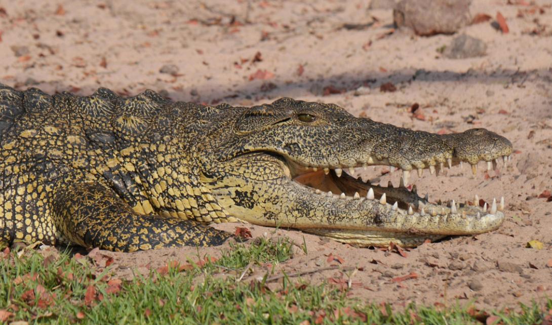 Κροκόδειλος 