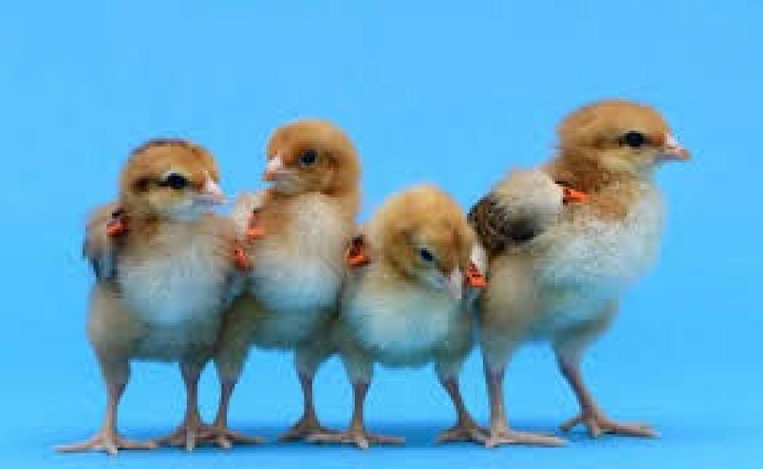 κοτοπουλάκια, έρευνα