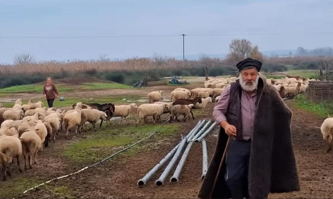 κτηνοτρόφος 