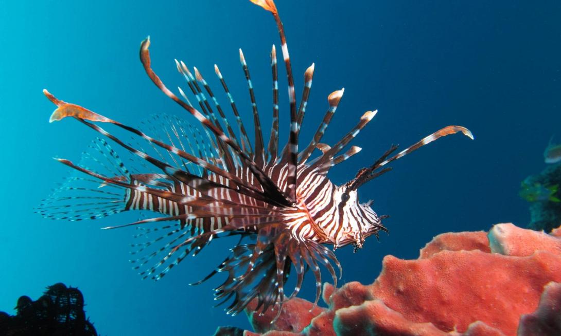 Λεοντόψαρο 