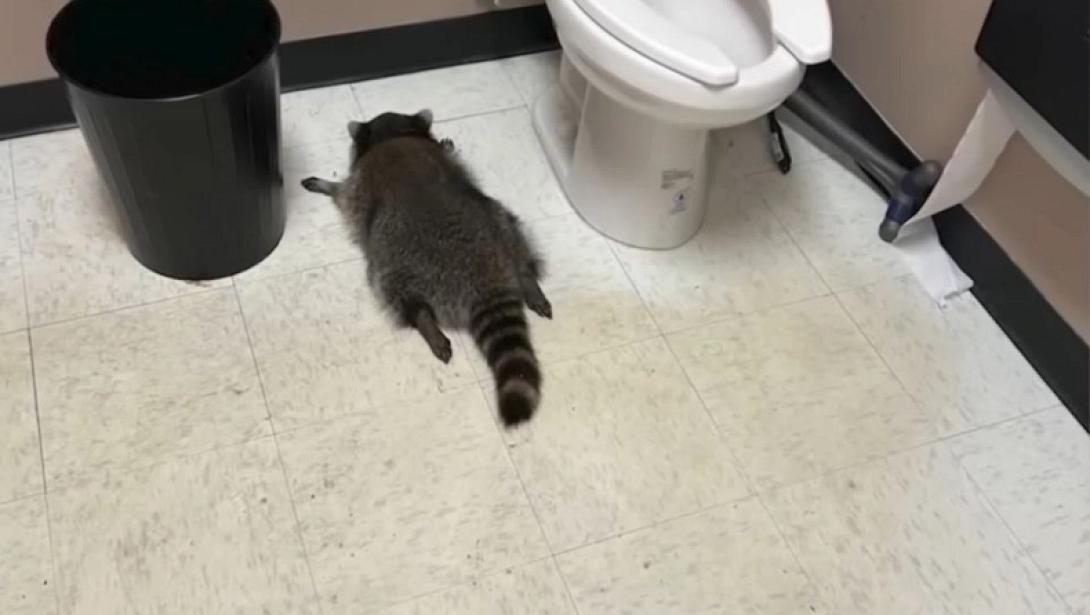 μεθυσμένο ρακούν