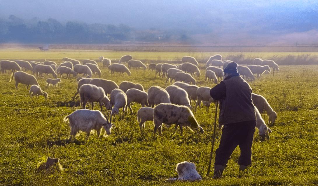 κτηνοτρόφοι 