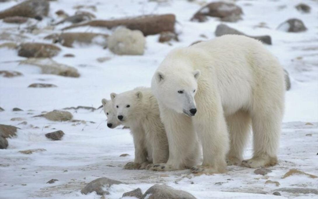 πολικές αρκούδες