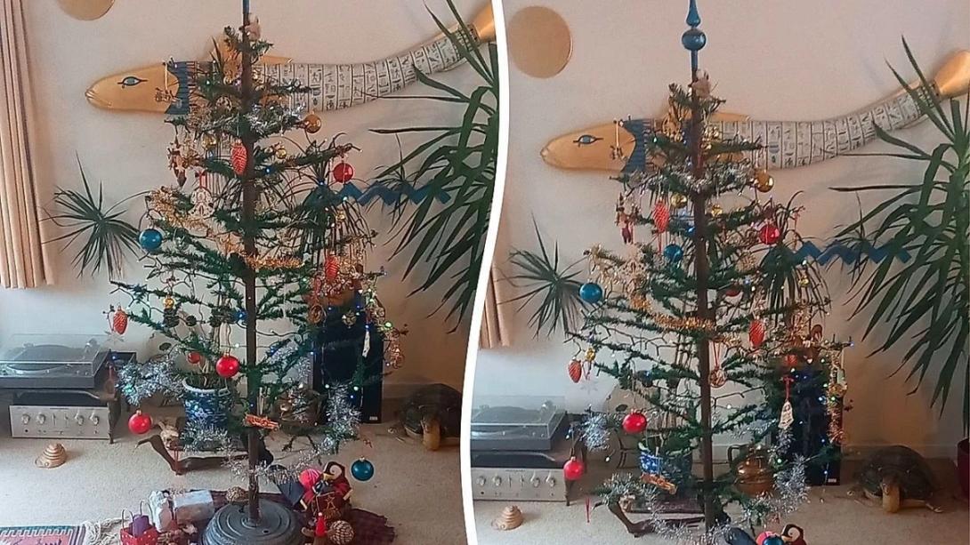 Σκωτία δέντρο