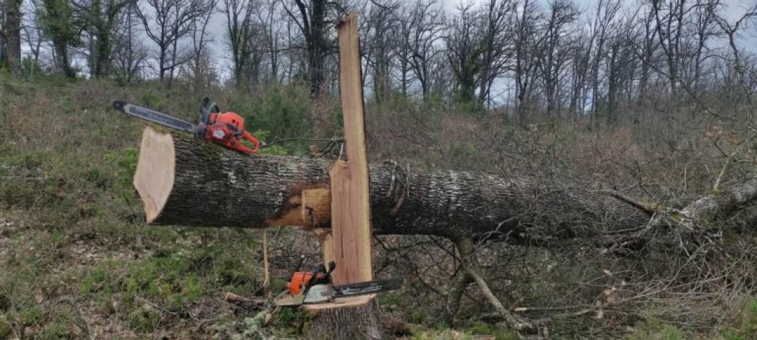κοψιμο δεντρου