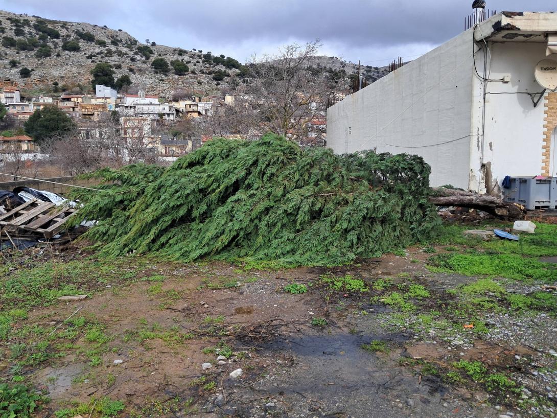 ανεμοι δεντρο οροπεδιο λασιθιου