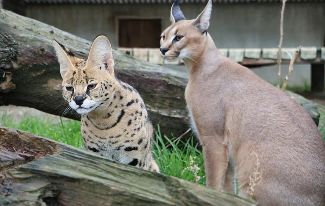 γάτες, άγριες