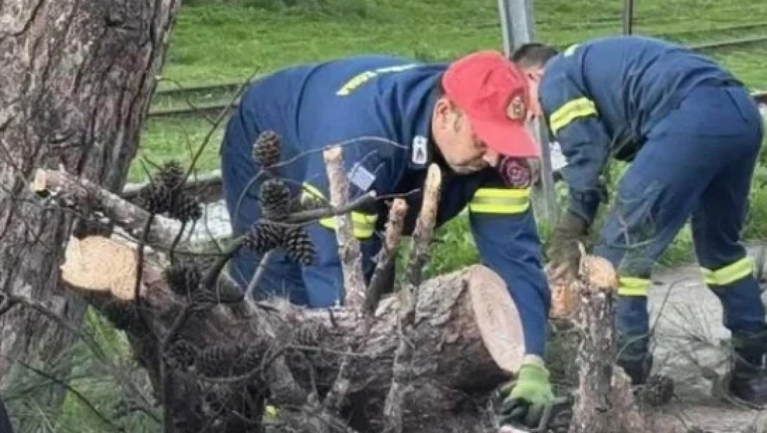 δέντρο Λαμία