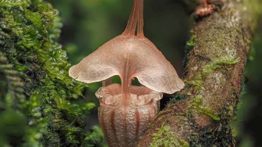 φανάρι νεράιδας