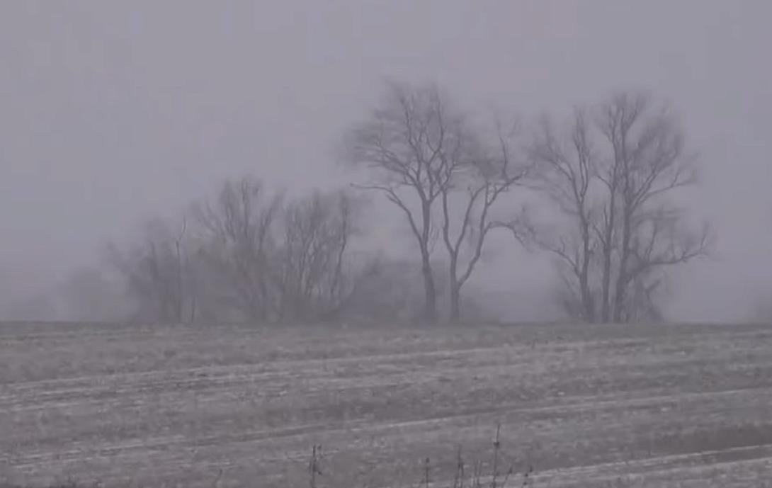 δεντρα παγετος