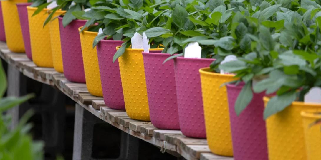 πλαστικές γλάστρες