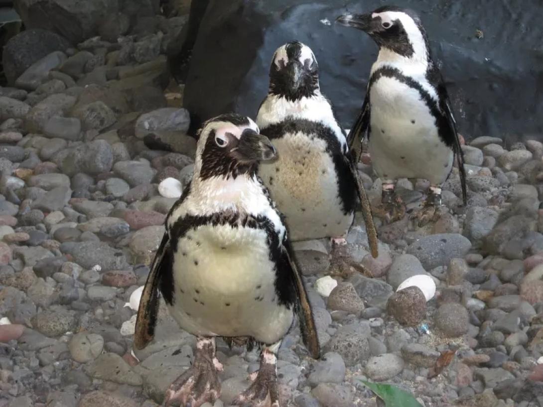 πιγκουίνοι νέα υόρκη