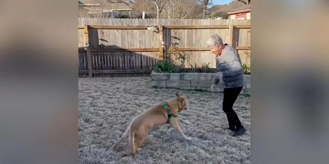 σκύλος, ήρωας
